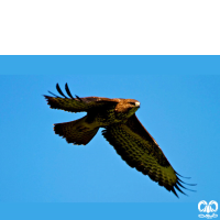 گونه سارگپه استپی Common Buzzard